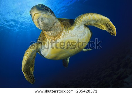 Green Turtle Royalty-Free Stock Photo #235428571