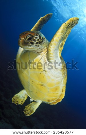 Green Turtle Royalty-Free Stock Photo #235428577