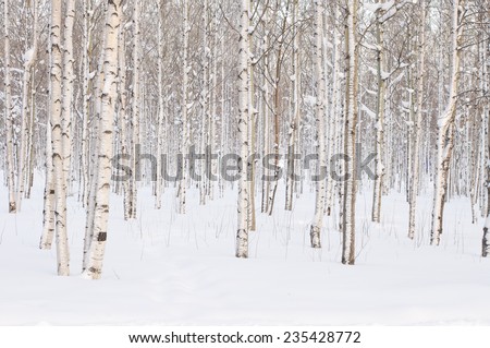 Trees in the park or the woods in winter snow Royalty-Free Stock Photo #235428772