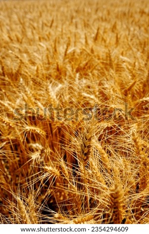 Wheat field is white ready to harvest ripe biblical lesson bible teaching Royalty-Free Stock Photo #2354294609