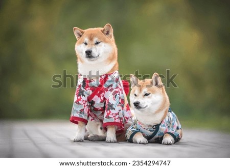 Couple of beautiful red white japanese shiba inu dogs in kimono sitting and laying on a stone tile in morning sunny summer park on the background of light green trees and grass Royalty-Free Stock Photo #2354294747