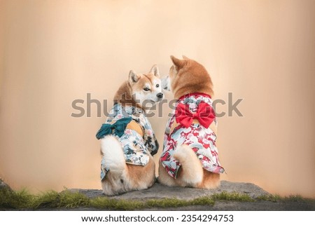 Photo of pair of beautiful red white japanese shiba inu dogs in kimono with bows sitting back on stone, one is looking over her shoulder in camera in morning summer park on the light orange background Royalty-Free Stock Photo #2354294753