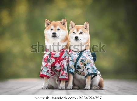 Couple of beautiful red white japanese shiba inu dogs in kimono sitting on a stone tile in morning sunny summer park on the background of light green trees and grass Royalty-Free Stock Photo #2354294757