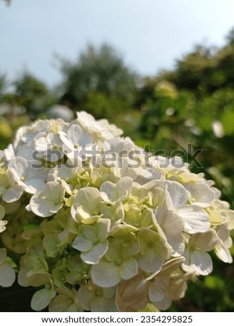 white hydrangea flower againts nature background