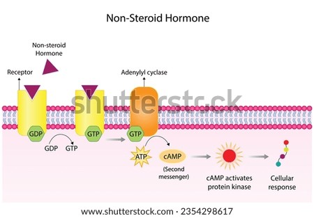 Nonsteroid hormones mechanism of action. The hormone is the first messenger, binds to the receptor and activating a second messenger inside the cell resulting in cellular response. Vector illustration Royalty-Free Stock Photo #2354298617