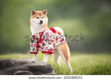 Beautuful fluffy red white japanese shiba inu dog in red kimono standing on a stone parapet in morning sunny summer park on the background of light green trees and grass Royalty-Free Stock Photo #2354300151
