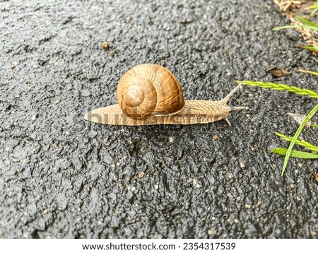 Common garden snail (Cornu aspersum) is a terrestrial pulmonate gastropod mollusc in the family Helicidae, which include the most commonly familiar land snails. Royalty-Free Stock Photo #2354317539