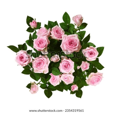 Bush of pink rose flowers with green leaves isolated on white.  Top view.  Royalty-Free Stock Photo #2354319561