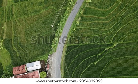 aerial view of Green  Rice field pattern with the road