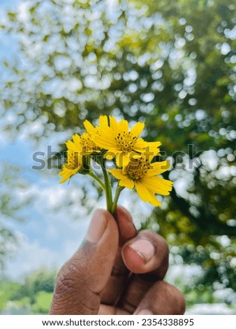 Basically, each flower consists of a floral axis upon which are borne the essential organs of reproduction (stamens and pistils) and usually accessory organs (sepals and petals); the latter may serve  Royalty-Free Stock Photo #2354338895