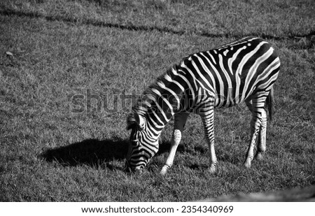Zebra grazing on black and white background, black and white picture, black and white animal portrait.