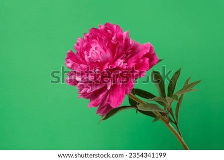 Beautiful pink terry peony isolated on a green background.