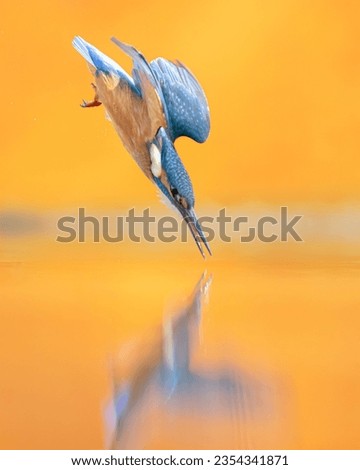 Kingfisher in Scotland with orange background Royalty-Free Stock Photo #2354341871