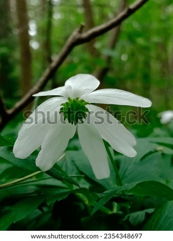 White wild flower of Anemonoides nemorosa, known as Helmet flower, Smell fox, Thimbleweed, Windflower, Wood Anemone, Wood Crowfoot or European thimbleweed, in front of green forest.