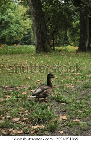 A duck in the park