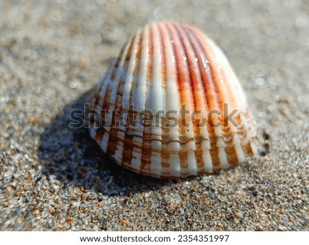 Marine animal shells are usually made of calcium carbonate and protect the animal's body from environmental hazards and predators.  Animals such as clams, snails, crustaceans such as crabs and lobster