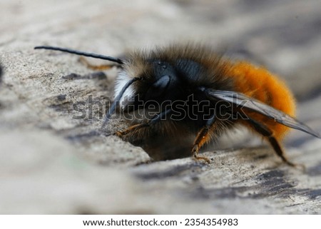 Detailed closeup on a colorful black and orange fluffy male, European orchard mason solitary bee, Osmia cornuta sitting on wood Royalty-Free Stock Photo #2354354983