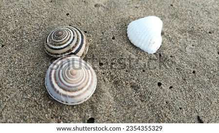 Seashells are the hard, protective outer coverings of various marine animals, such as mollusks like clams, oysters, and snails. These shells come in a wide range of shapes, sizes, and colors, and they Royalty-Free Stock Photo #2354355329