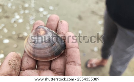 Seashells are the hard, protective outer coverings of various marine animals, such as mollusks like clams, oysters, and snails. These shells come in a wide range of shapes, sizes, and colors, and they Royalty-Free Stock Photo #2354355389
