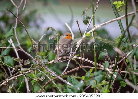 A charming robin with its distinctive red breast, found in the lush landscapes of Dublin, Ireland.