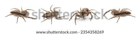 Tan or familiar jumping spider - platycryptus undatus - brown arachnid that hides under tree bark or crevices camouflaged with chevron pattern on abdomen isolated on white background four views