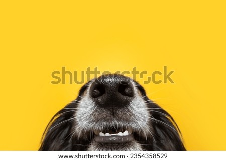 Funny close-up puppy dog nose and mouth. Isolated on yellow background Royalty-Free Stock Photo #2354358529