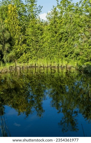Magical garden pond with stone banks. Evergreen and aquatic plants grow on shore and reflected in water surface of pond. Selective focus. Atmosphere of relaxation, tranquility and happiness