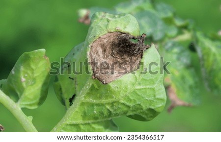 flower botrytis blight,Hortensia leaves show tan spots, red-brown halos from cercospora. Prevent moisture with proper watering. Apply fungocode for protection. Royalty-Free Stock Photo #2354366517