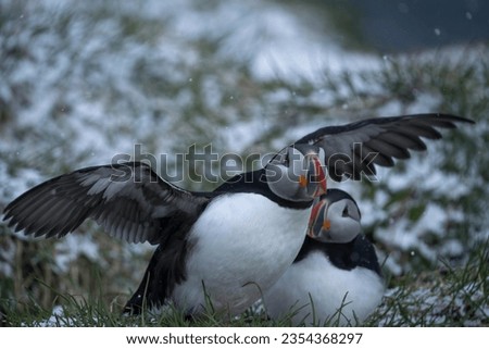 Puffins in Iceland in their natural habitat