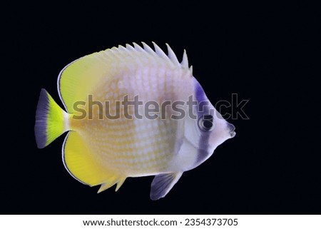 sunburst butterfly  fish ( chactodon kleinii ) swim in the water
 Royalty-Free Stock Photo #2354373705