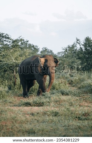 Wild Sri Lankan Elephant during safari game drive in Udawalawa National Park  Royalty-Free Stock Photo #2354381229