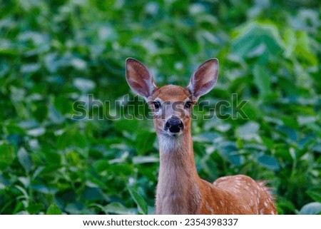 Close up of a white-tailed deer (Odocoileus virginianus) fawn with spots standing in a soybean field during late summer. Selective focus, background blur, foreground blur