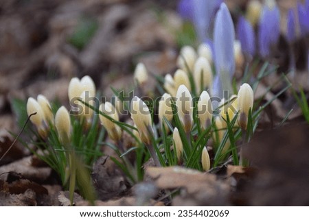 Creamy white crocus flowers in springtime. Stock Photo 