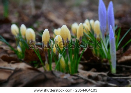 Blooming crocus flowers in springtime. Stock Photo 