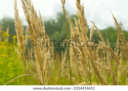 field of grass waving in the wind