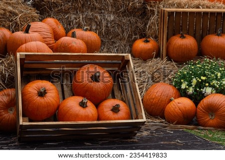 pumpkins in a wooden box, autumn harvest of pumpkins