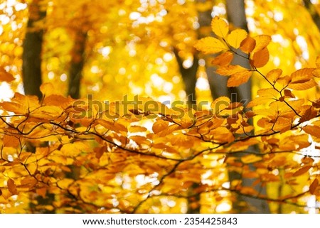 yellow fall leaves, copy space. selective focus of yellow fall leaves. fall nature with leaves.