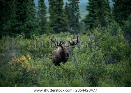 Alaskan Moose in Denali National Park Royalty-Free Stock Photo #2354428477