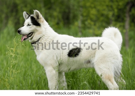 A beautiful dog, the picture was taken on August 30, 2023, near Belgrade.