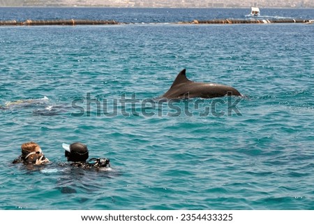 Beautiful dolphin in blue transparent water. Very friendly marine animal. Diving with aqualung lesson, instructor scuba. Friendly dolphin emerges from the water. Playful animal swims in Red Sea.  Royalty-Free Stock Photo #2354433325