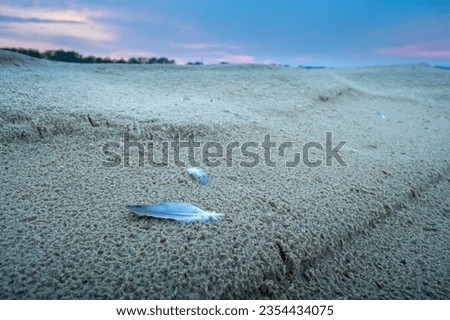 Small bird feathers on a sandy beach at dusk
