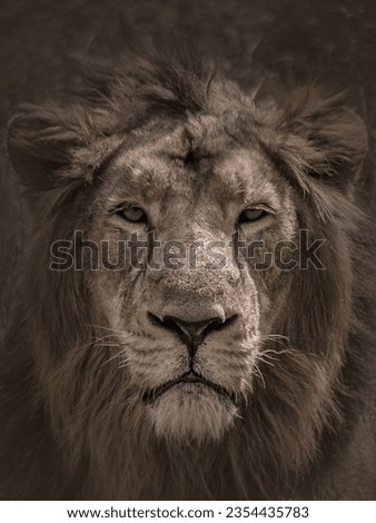  Lion Portrait, which looks tired