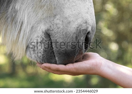 Hand holds the muzzle of a gray donkey with a green background.