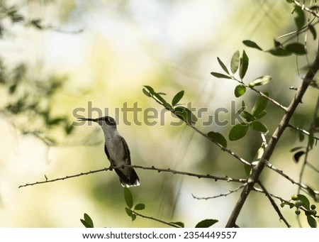 Female Ruby-Throated hummingbird perched on a small tree branch and photographed with a shallow depth of field. She is facing left. Royalty-Free Stock Photo #2354449557