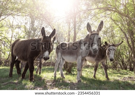 Several donkeys walk through a green meadow with sun rays shining through the trees.