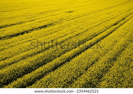 Sunny day over blooming rapeseed field, aerial drone view, yellow blossoms