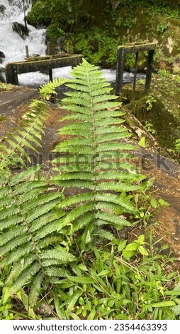 The picture of forest plants in Baturaden, Central Java, Indonesia. This photo was taken on August 30, 2023 by a professional. This photo contains a beautiful plant in tropical country