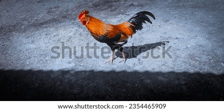 Rooster From Kroing Maluku Indonesia