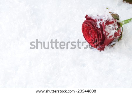 Red rose isolated on the white snow background