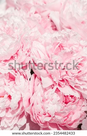 Rose color flower peony petals, close up macro nature background. Beautiful Holiday bloom backdrop. Pink-white flowers top view, flowery desktop wallpaper, soft focus, pastel colored still life, sunny